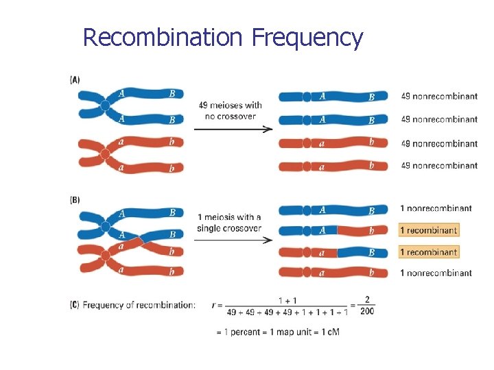 Recombination Frequency 