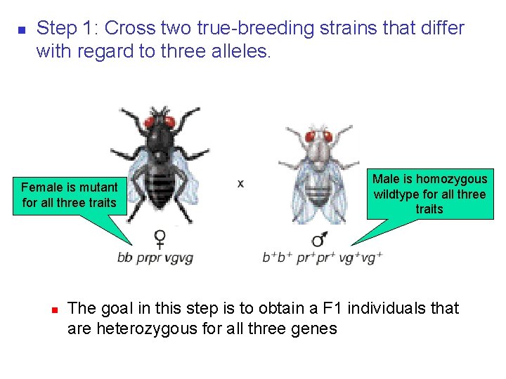n Step 1: Cross two true-breeding strains that differ with regard to three alleles.