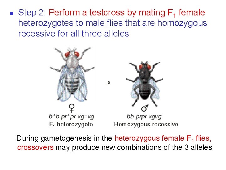 n Step 2: Perform a testcross by mating F 1 female heterozygotes to male