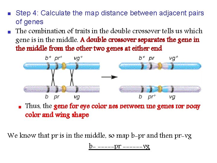 n n Step 4: Calculate the map distance between adjacent pairs of genes The