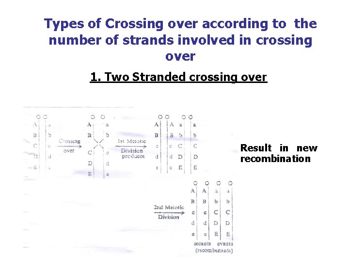 Types of Crossing over according to the number of strands involved in crossing over
