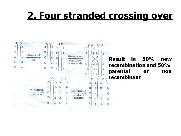 2. Four stranded crossing over Result in 50% new recombination and 50% parental or