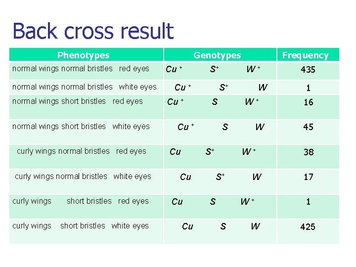 Back cross result Phenotypes normal wings normal bristles red eyes normal wings normal bristles