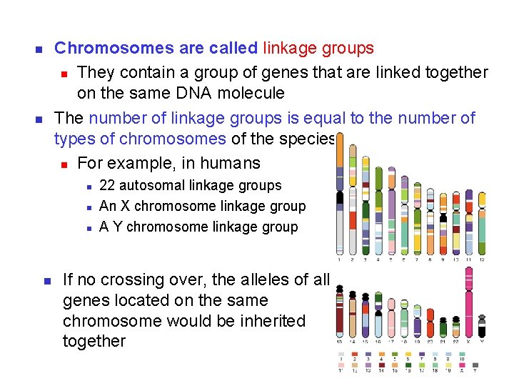 Chromosomes are called linkage groups n They contain a group of genes that are