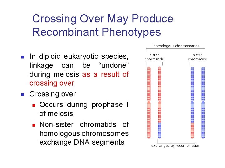 Crossing Over May Produce Recombinant Phenotypes n n In diploid eukaryotic species, linkage can