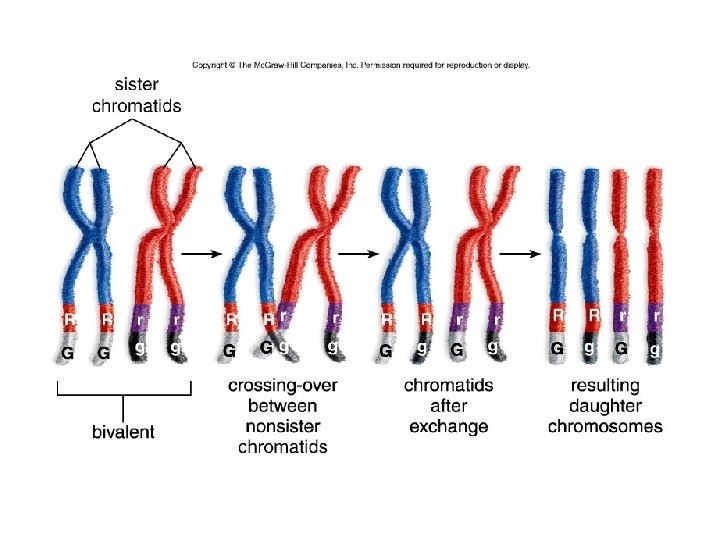 LINKAGE AND GENETIC MAPPING Lecture 7 Molecular Genetics