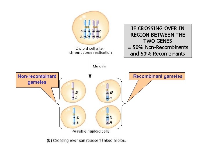 IF CROSSING OVER IN REGION BETWEEN THE TWO GENES = 50% Non-Recombinants and 50%