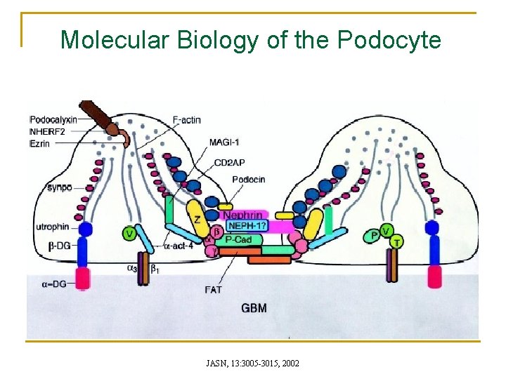 Molecular Biology of the Podocyte JASN, 13: 3005 -3015, 2002 Molecular Biology of the Podocyte JASN, 13: 3005 -3015, 2002
