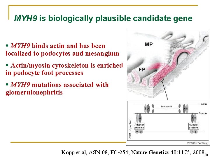 MYH 9 is biologically plausible candidate gene § MYH 9 binds actin and has MYH 9 is biologically plausible candidate gene § MYH 9 binds actin and has
