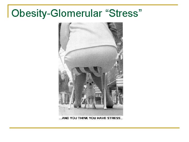 Obesity-Glomerular “Stress” Obesity-Glomerular “Stress”
