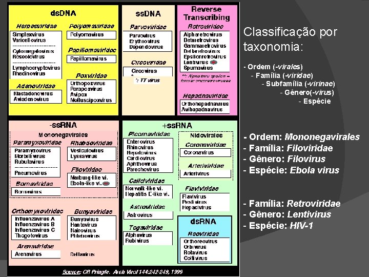 Classificação por taxonomia: - Ordem (-virales) - Família (-viridae) - Subfamília (-virinae) - Gênero(-virus)