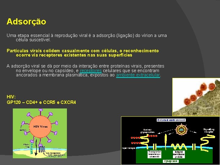 Adsorção Uma etapa essencial à reprodução viral é a adsorção (ligação) do vírion a