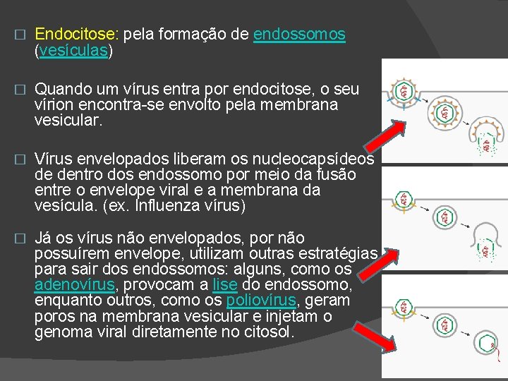 � Endocitose: pela formação de endossomos (vesículas) � Quando um vírus entra por endocitose,