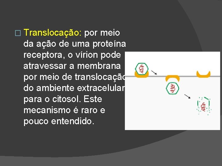 � Translocação: por meio da ação de uma proteína receptora, o vírion pode atravessar