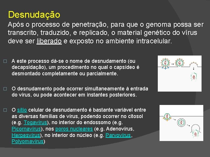 Desnudação Após o processo de penetração, para que o genoma possa ser transcrito, traduzido,