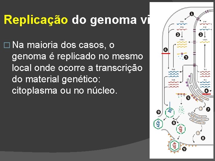Replicação do genoma viral � Na maioria dos casos, o genoma é replicado no