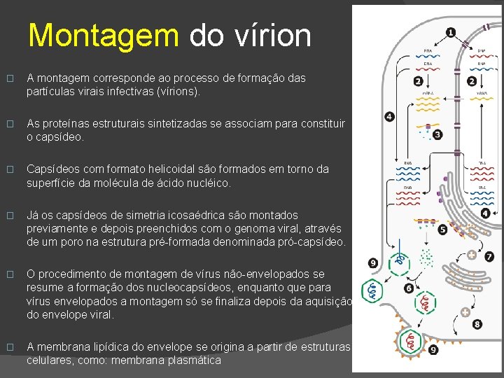 Montagem do vírion � A montagem corresponde ao processo de formação das partículas virais