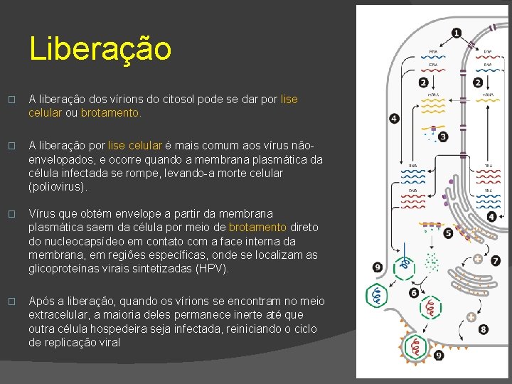 Liberação � A liberação dos vírions do citosol pode se dar por lise celular