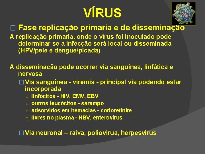 VÍRUS � Fase replicação primaria e de disseminação A replicação primaria, onde o vírus