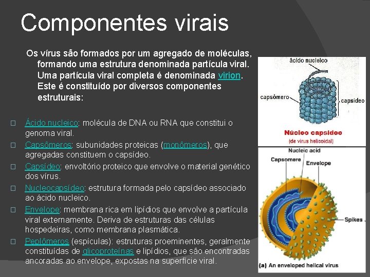 Componentes virais Os vírus são formados por um agregado de moléculas, formando uma estrutura