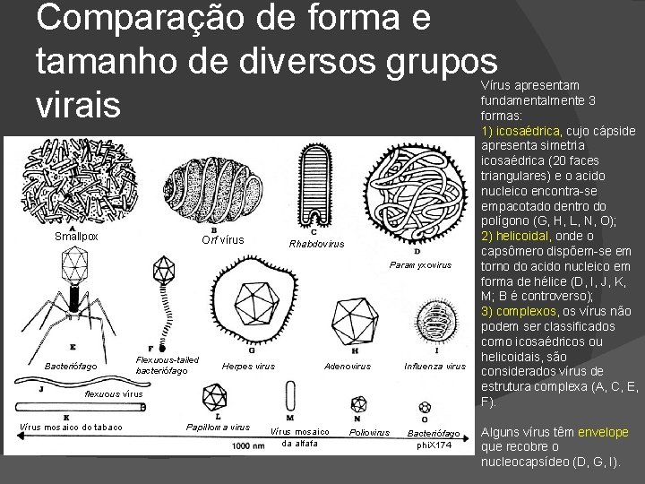 Comparação de forma e tamanho de diversos grupos virais Smallpox Orf vírus Rhabdovirus Paramyxovirus