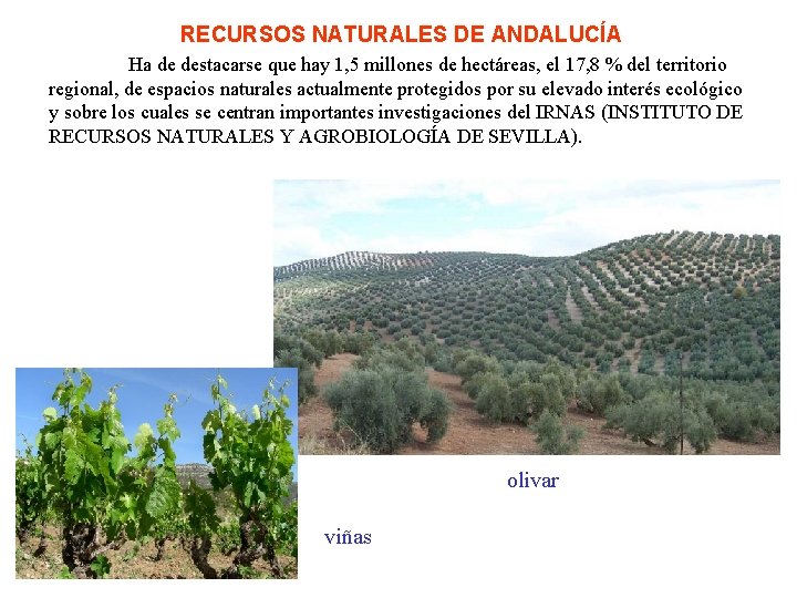 RECURSOS NATURALES DE ANDALUCÍA Ha de destacarse que hay 1, 5 millones de hectáreas,