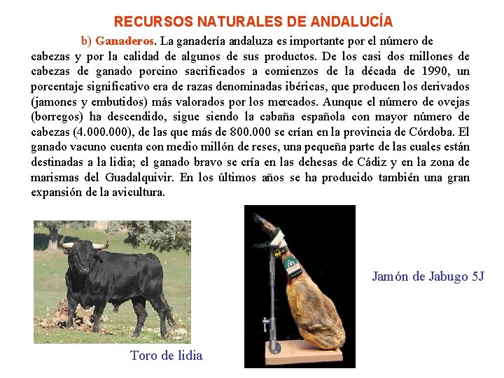 RECURSOS NATURALES DE ANDALUCÍA b) Ganaderos. La ganadería andaluza es importante por el número