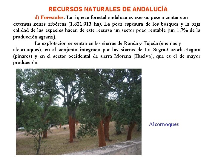 RECURSOS NATURALES DE ANDALUCÍA d) Forestales. La riqueza forestal andaluza es escasa, pese a