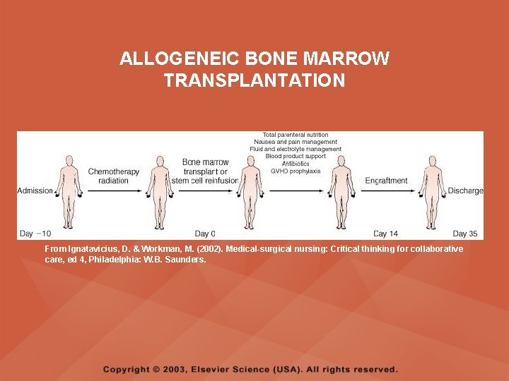 ALLOGENEIC BONE MARROW TRANSPLANTATION From Ignatavicius, D. & Workman, M. (2002). Medical-surgical nursing: Critical