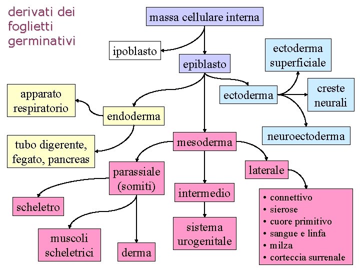 derivati dei foglietti germinativi apparato respiratorio tubo digerente, fegato, pancreas massa cellulare interna ipoblasto