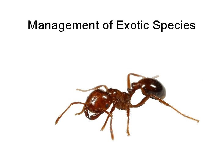 Management of Exotic Species 