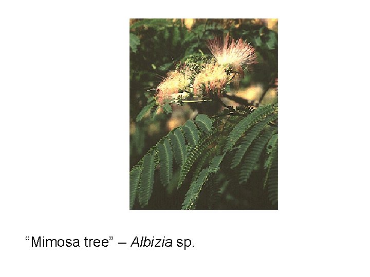 “Mimosa tree” – Albizia sp. 