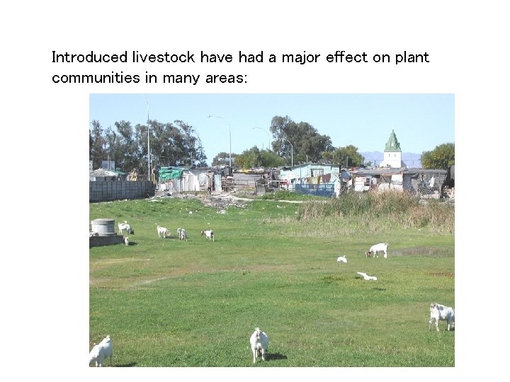 Introduced livestock have had a major effect on plant communities in many areas: 