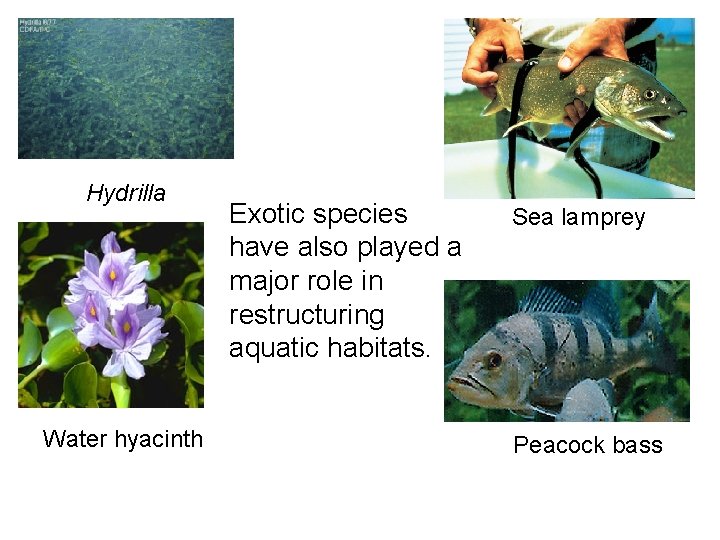 Hydrilla Water hyacinth Exotic species have also played a major role in restructuring aquatic