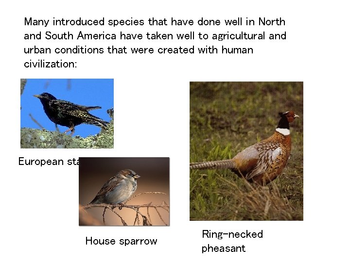 Many introduced species that have done well in North and South America have taken