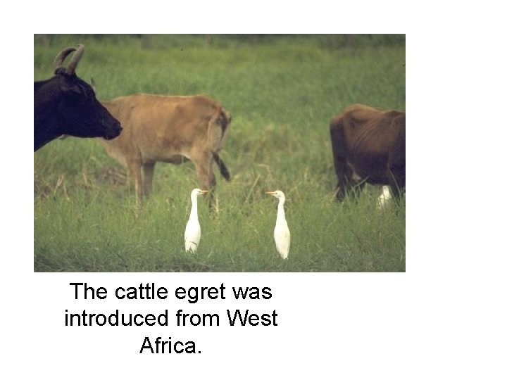 The cattle egret was introduced from West Africa. 