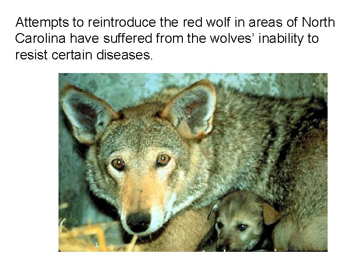 Attempts to reintroduce the red wolf in areas of North Carolina have suffered from