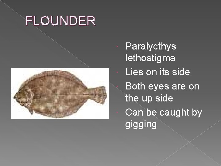 FLOUNDER Paralycthys lethostigma Lies on its side Both eyes are on the up side