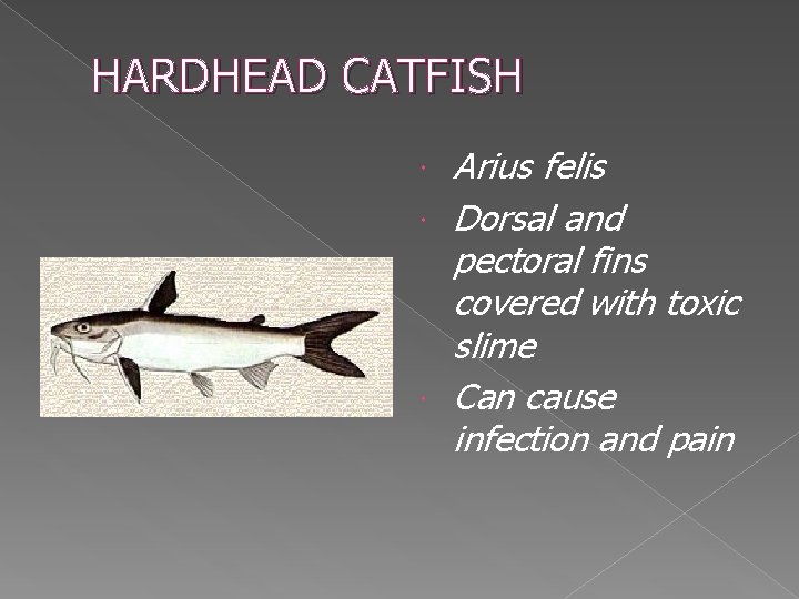 HARDHEAD CATFISH Arius felis Dorsal and pectoral fins covered with toxic slime Can cause