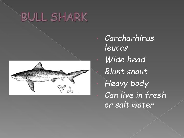 BULL SHARK Carcharhinus leucas Wide head Blunt snout Heavy body Can live in fresh
