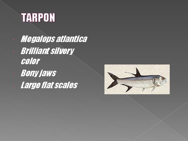 TARPON Megalops atlantica Brilliant silvery color Bony jaws Large flat scales 