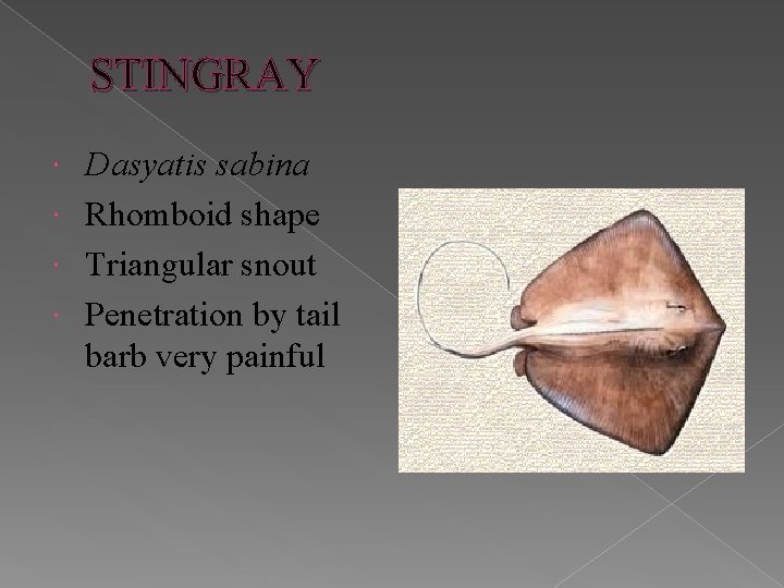 STINGRAY Dasyatis sabina Rhomboid shape Triangular snout Penetration by tail barb very painful 