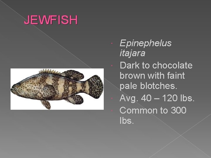 JEWFISH Epinephelus itajara Dark to chocolate brown with faint pale blotches. Avg. 40 –