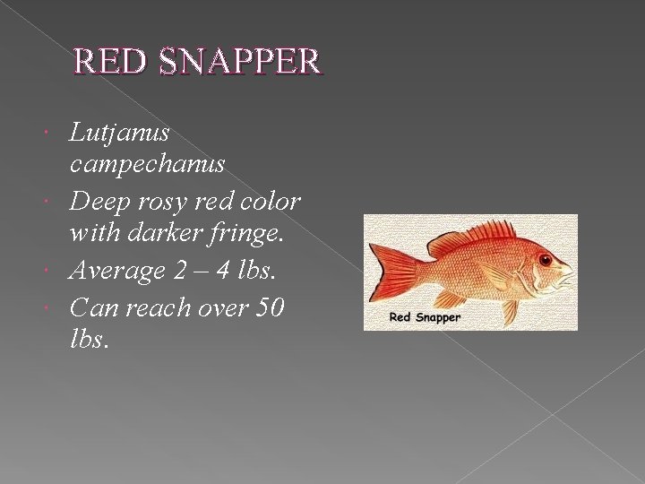 RED SNAPPER Lutjanus campechanus Deep rosy red color with darker fringe. Average 2 –