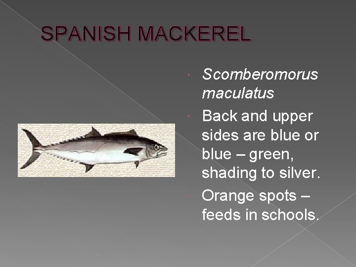 SPANISH MACKEREL Scomberomorus maculatus Back and upper sides are blue or blue – green,