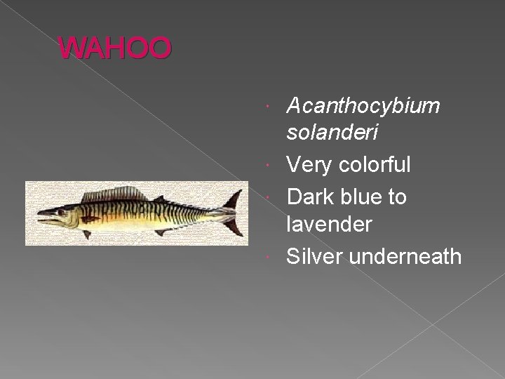 WAHOO Acanthocybium solanderi Very colorful Dark blue to lavender Silver underneath 