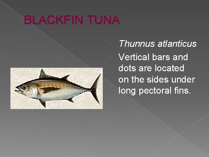 BLACKFIN TUNA Thunnus atlanticus Vertical bars and dots are located on the sides under