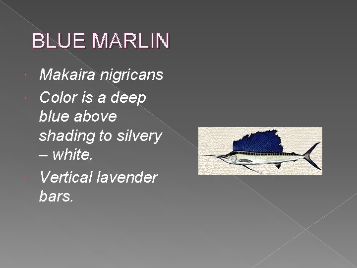 BLUE MARLIN Makaira nigricans Color is a deep blue above shading to silvery –