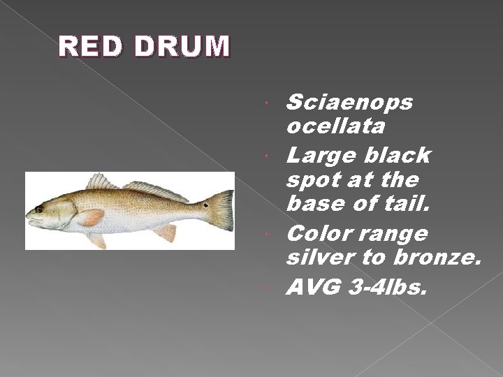 RED DRUM Sciaenops ocellata Large black spot at the base of tail. Color range