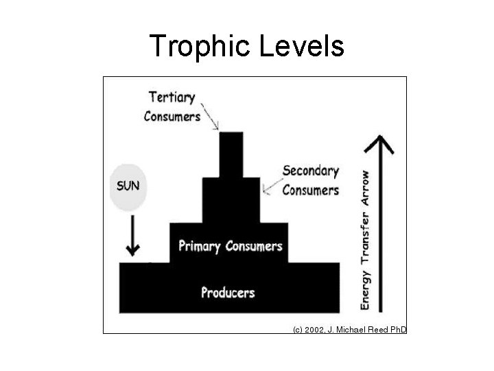 Trophic Levels 